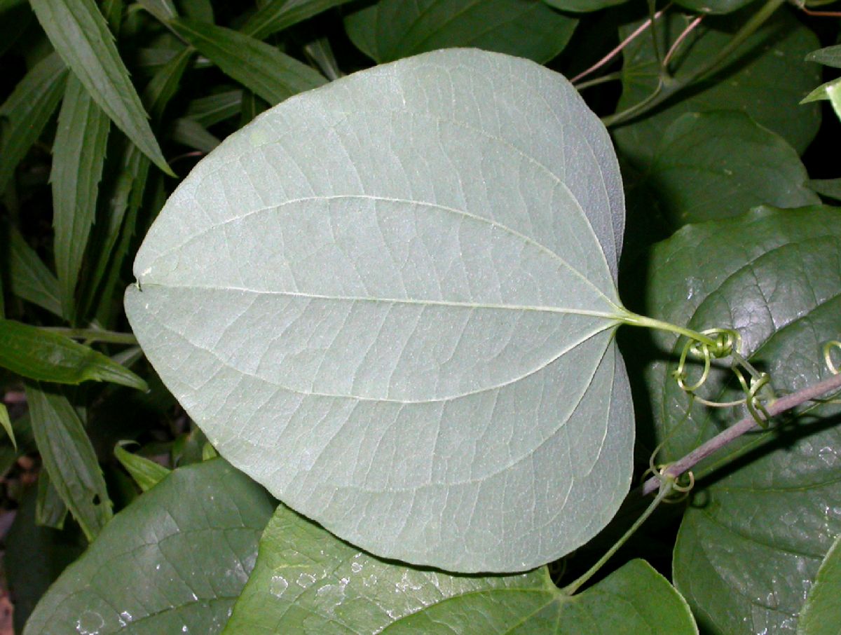 Smilacaceae Smilax herbacea