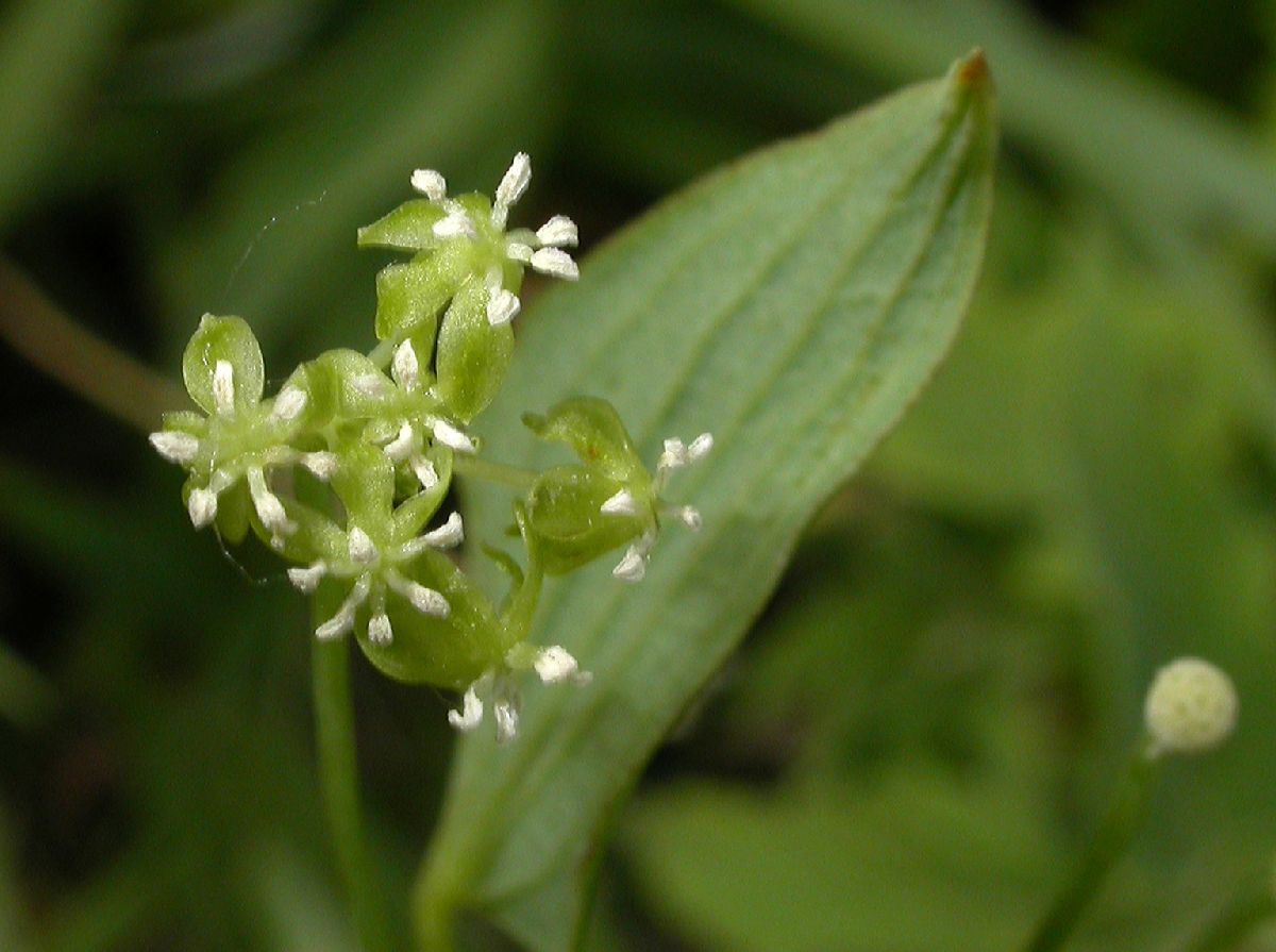 Smilacaceae Smilax herbacea