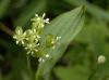 image of Smilax herbacea