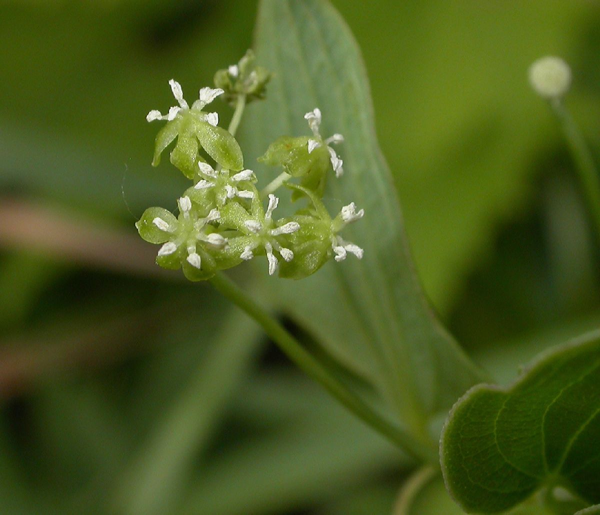 Smilacaceae Smilax herbacea