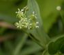 image of Smilax herbacea