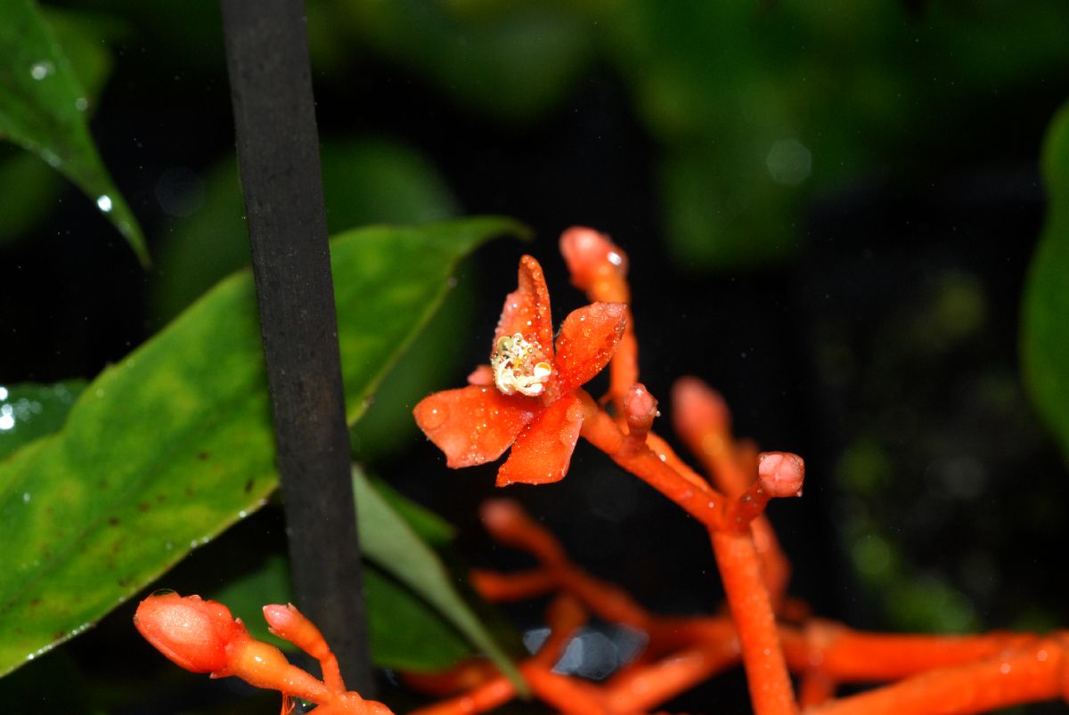 Melastomataceae Medinilla scortechinii