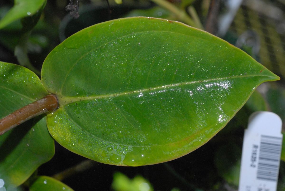 Melastomataceae Medinilla scortechinii