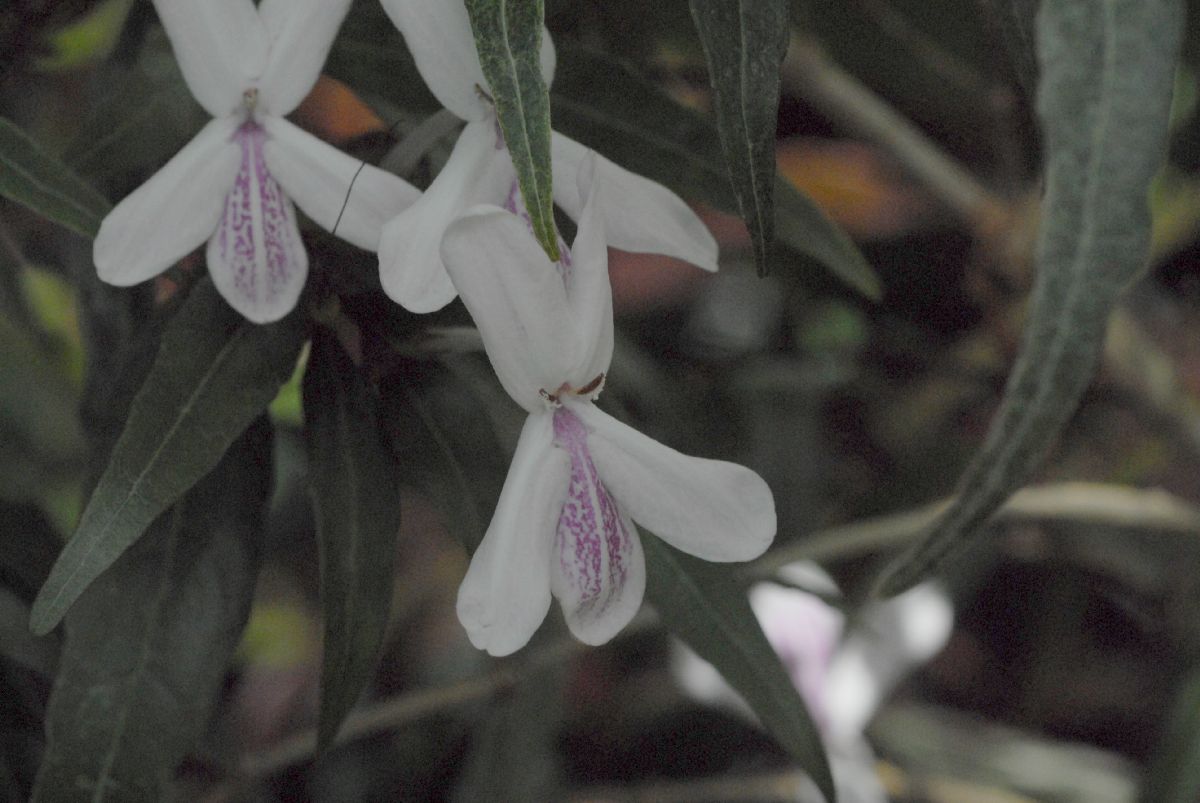 Acanthaceae Pseuderanthemum sinuatum