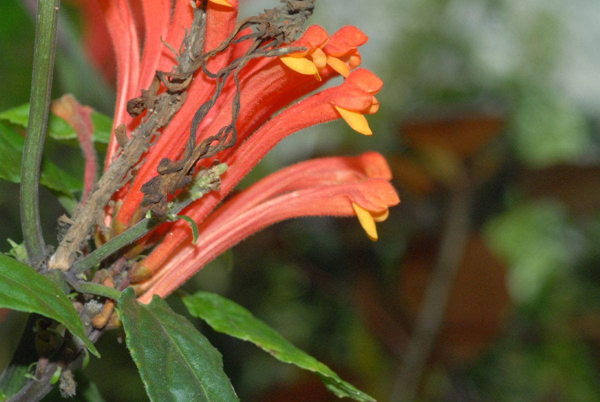 Lamiaceae Scutellaria costaricana