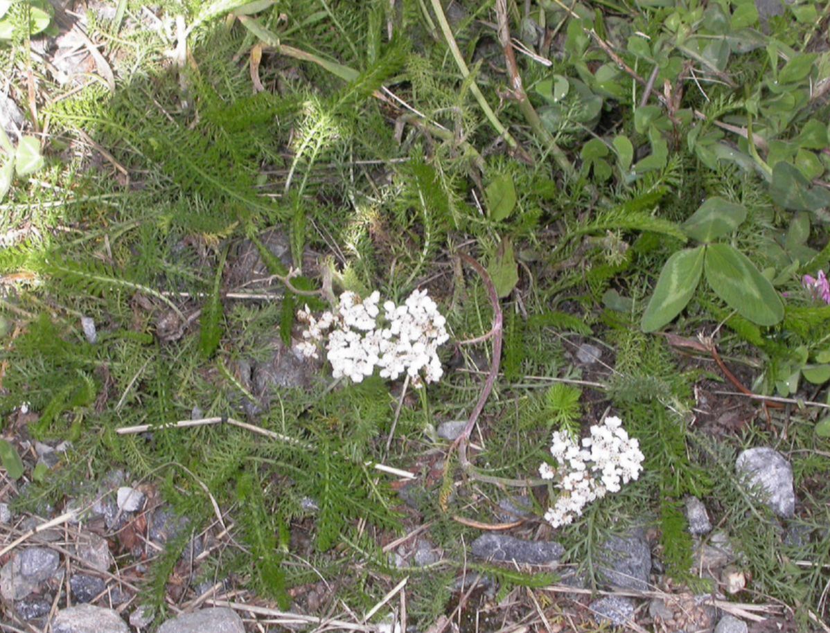 Asteraceae Achillea millefolium