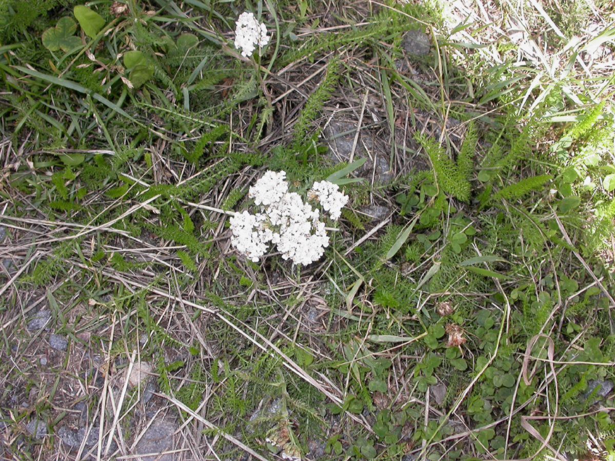 Asteraceae Achillea millefolium