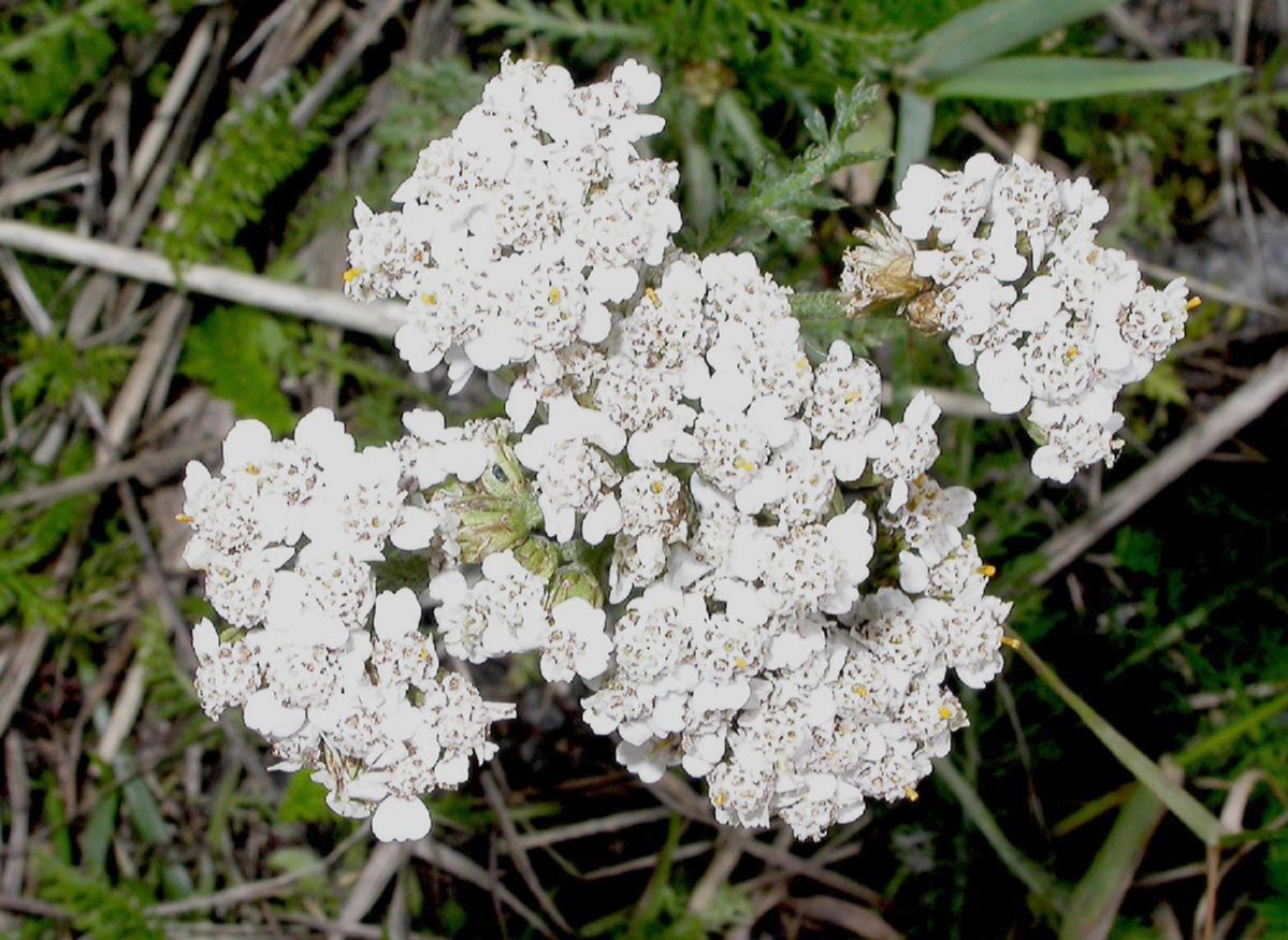 Asteraceae Achillea millefolium