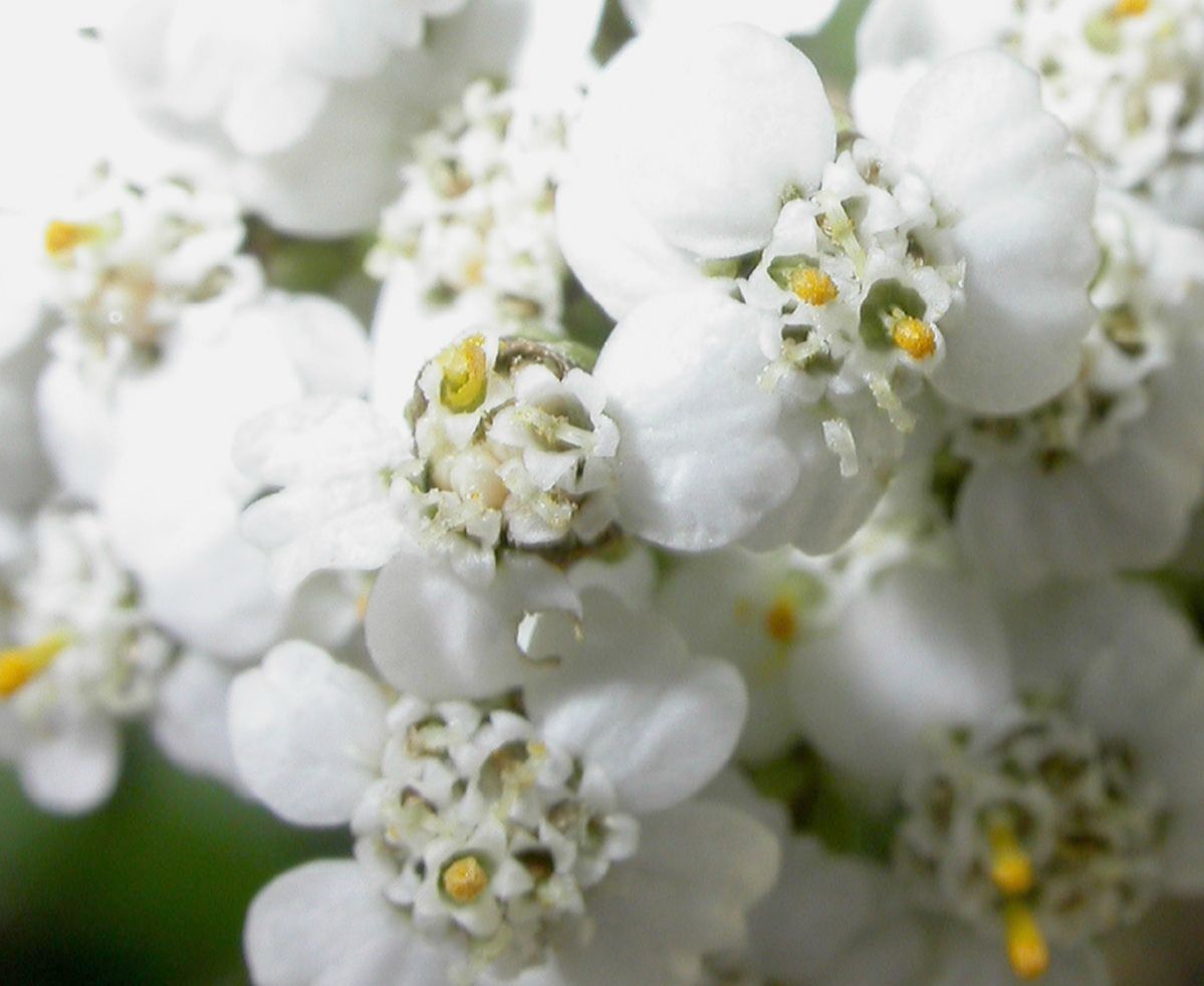 Asteraceae Achillea millefolium