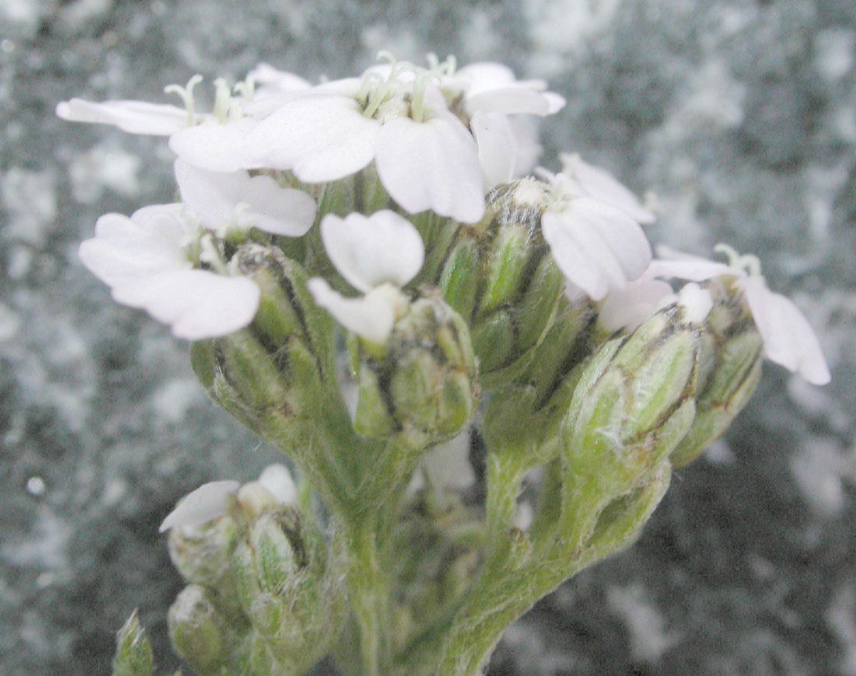 Asteraceae Achillea millefolium