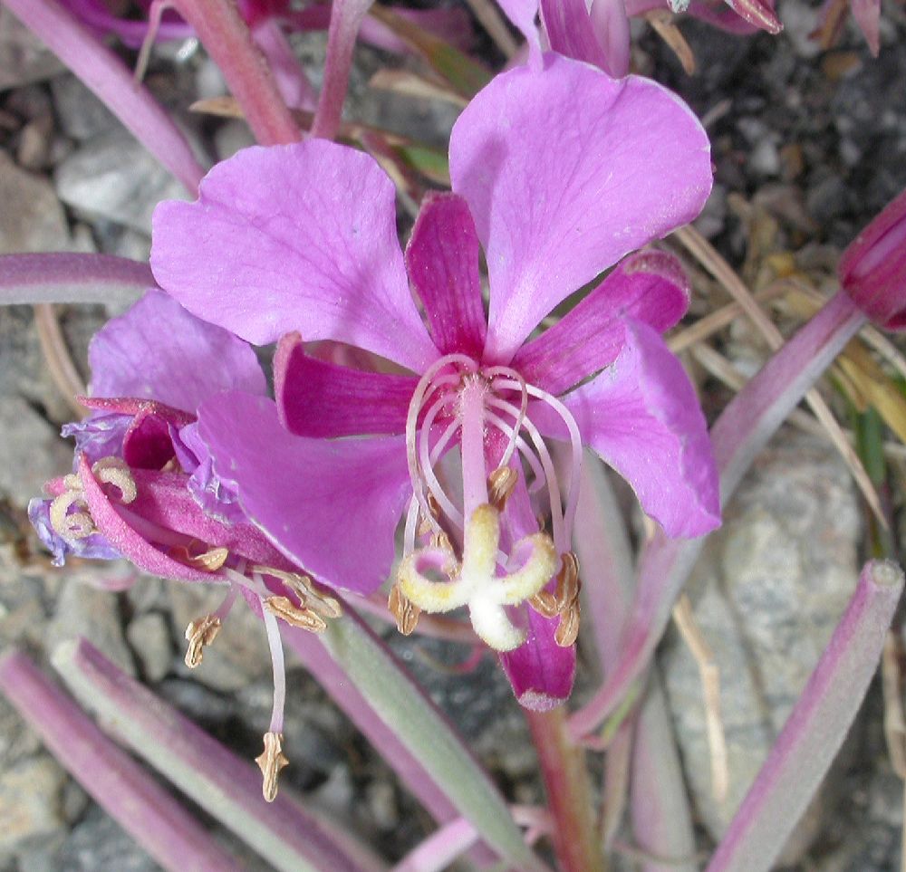 Onagraceae Epilobium angustifolium