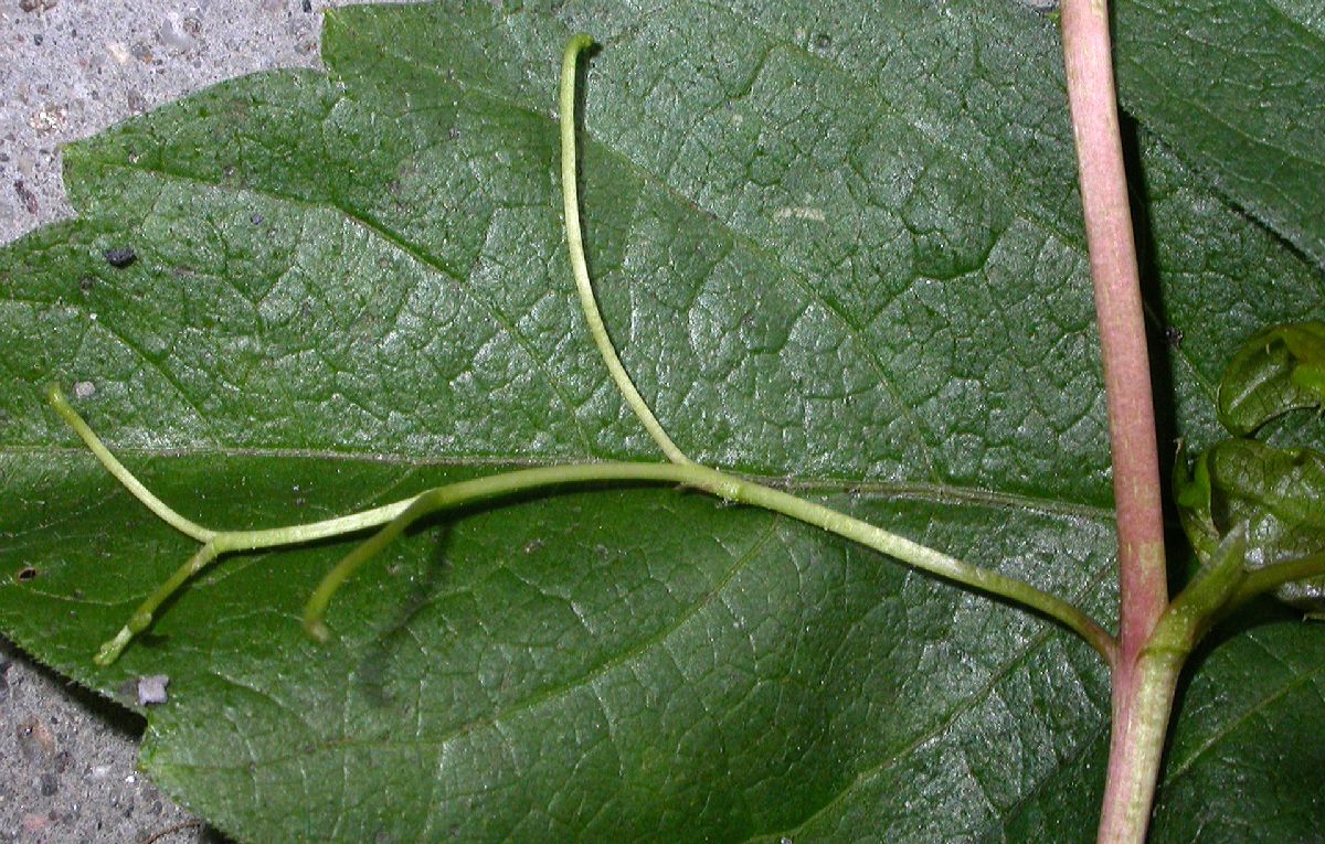 Vitaceae Parthenocissus vitacea