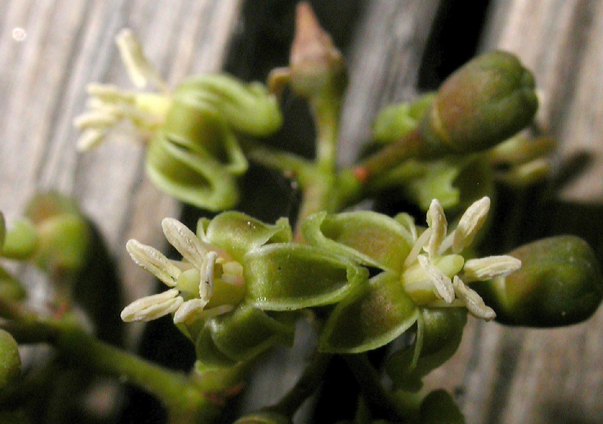 Vitaceae Parthenocissus vitacea