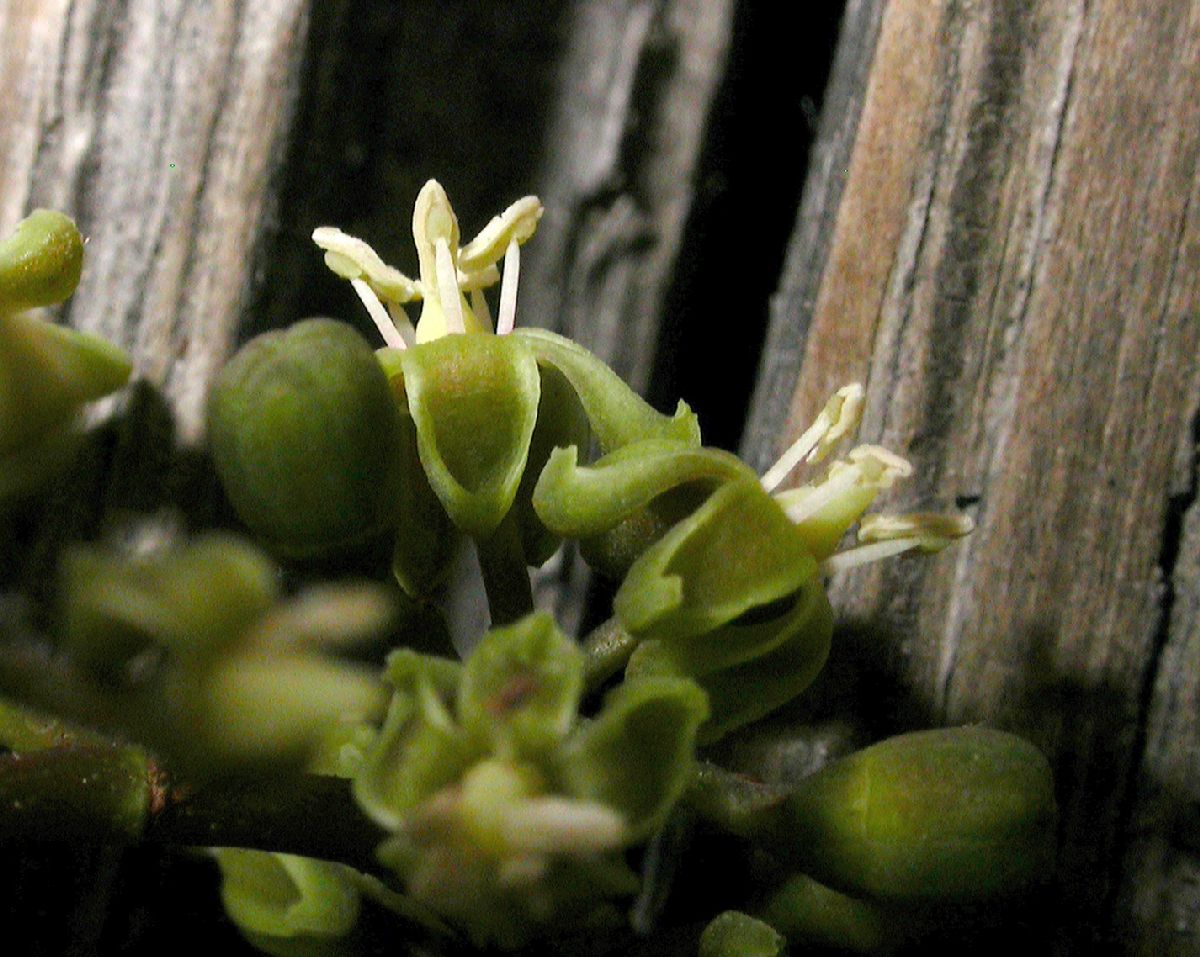 Vitaceae Parthenocissus vitacea