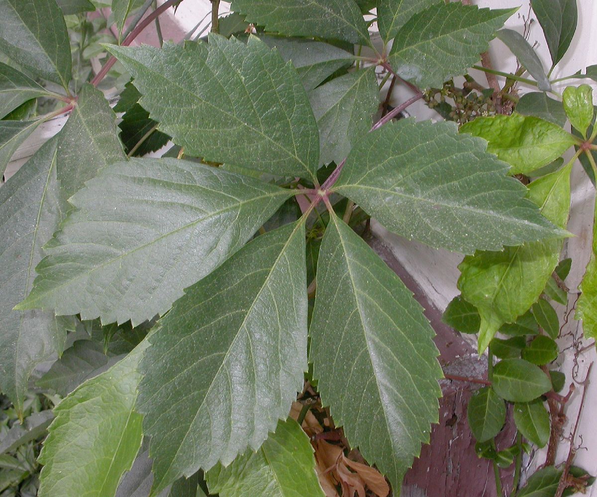 Vitaceae Parthenocissus vitacea