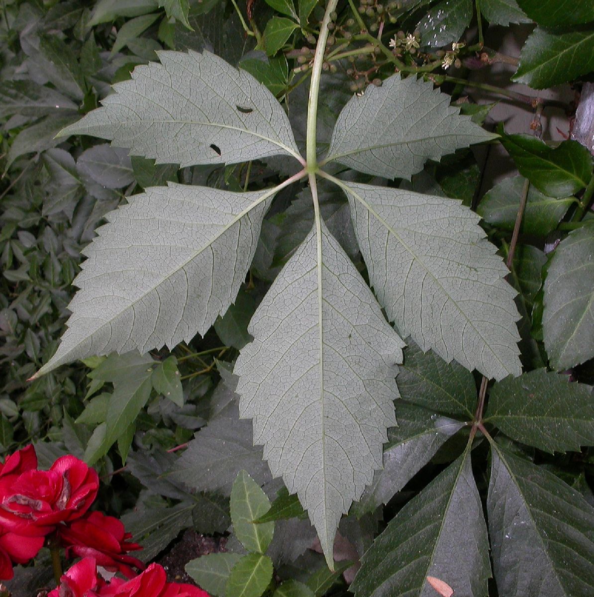 Vitaceae Parthenocissus vitacea