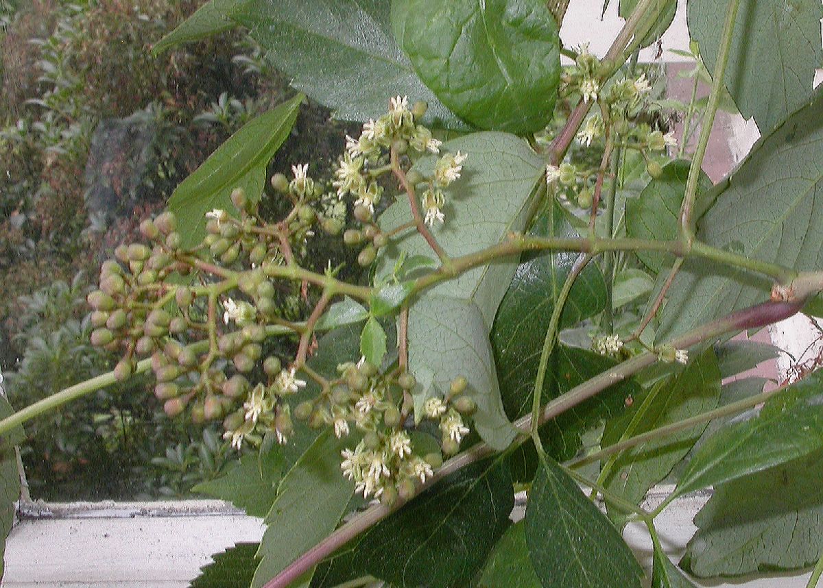 Vitaceae Parthenocissus vitacea