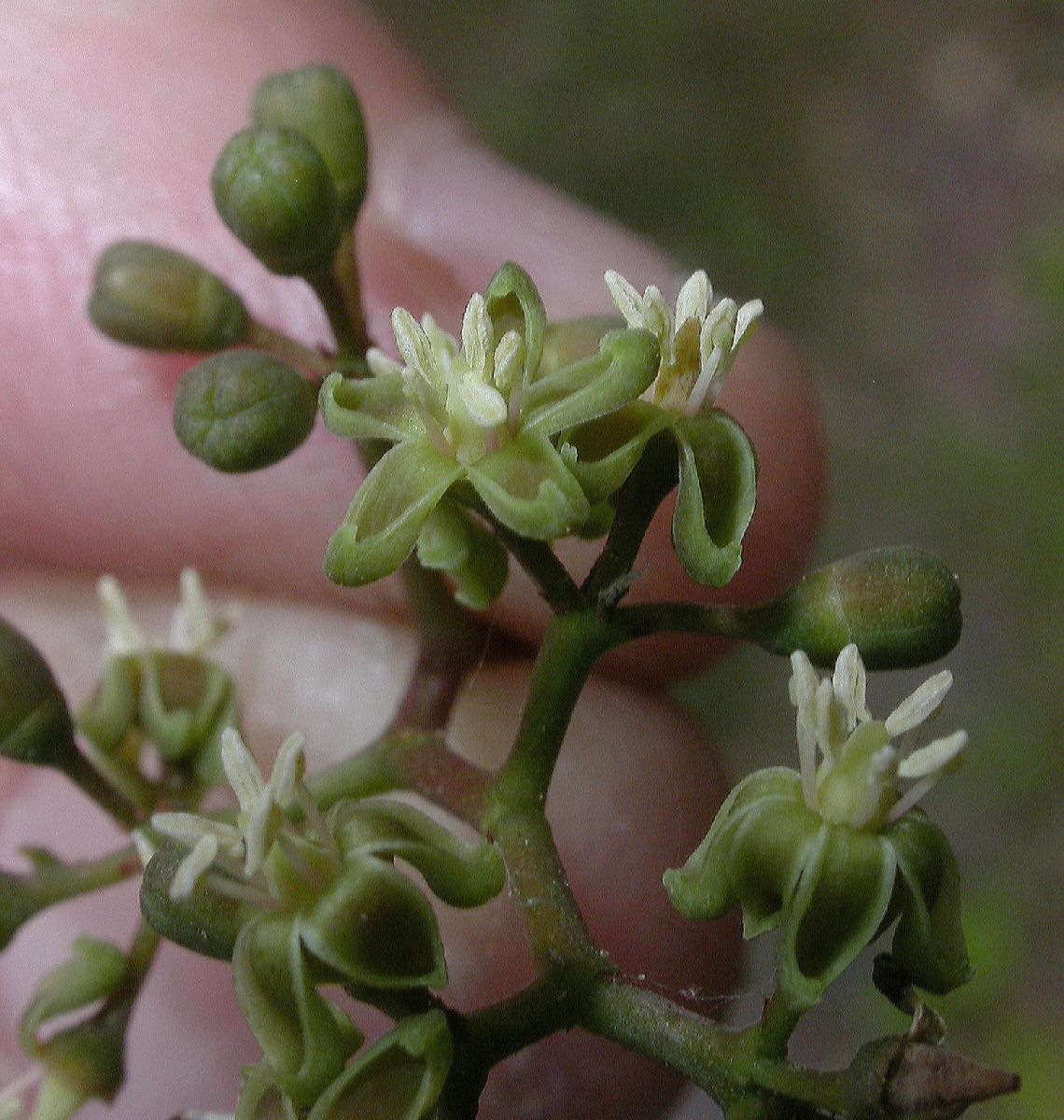 Vitaceae Parthenocissus vitacea