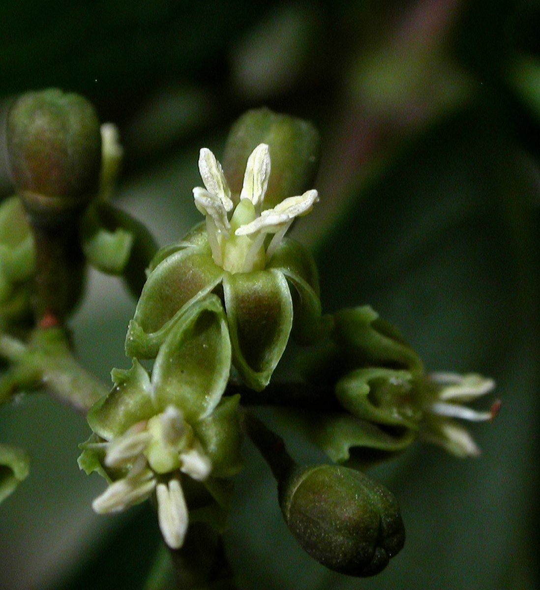 Vitaceae Parthenocissus vitacea