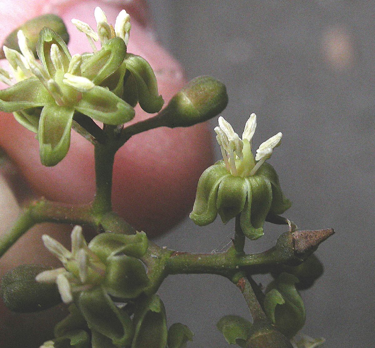 Vitaceae Parthenocissus vitacea