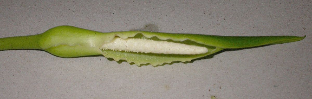 Araceae Peltandra virginica