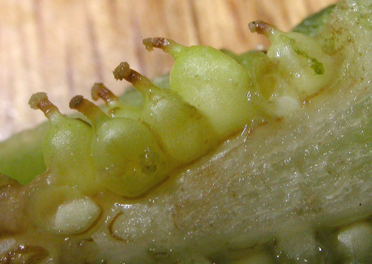 Araceae Peltandra virginica