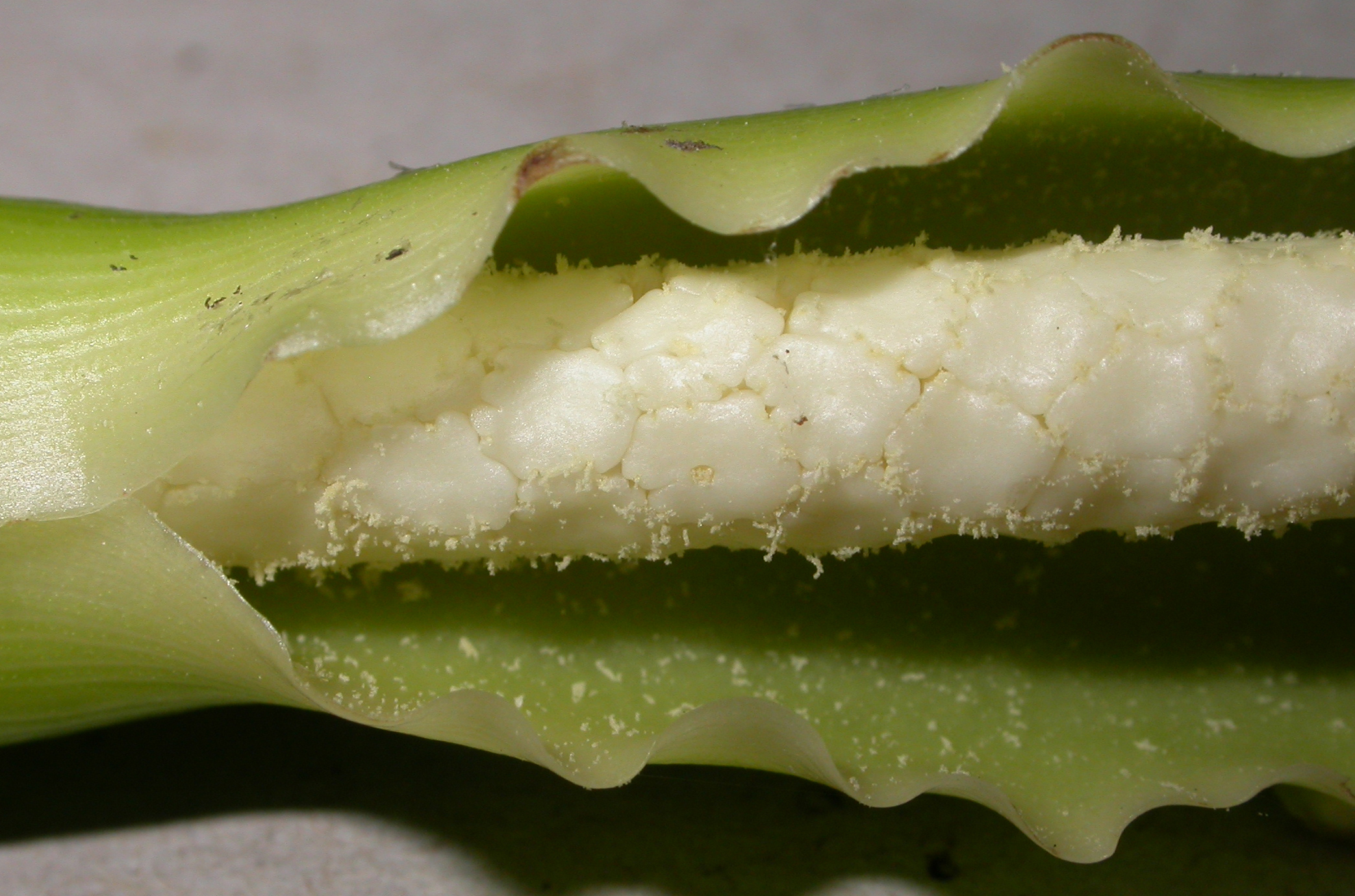 Araceae Peltandra virginica