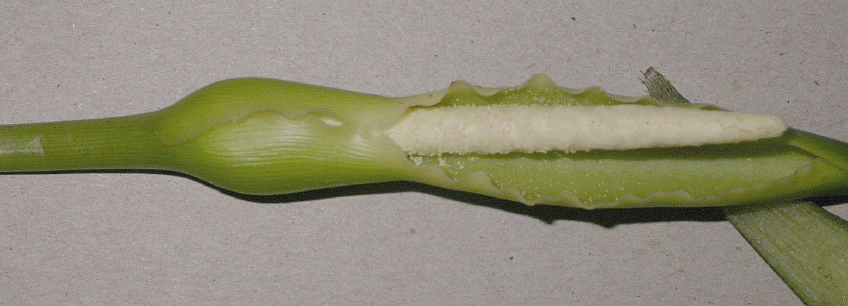 Araceae Peltandra virginica