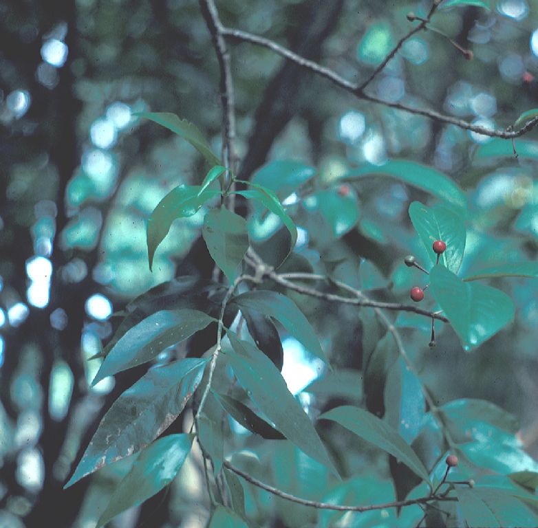 Primulaceae Ardisia solanacea