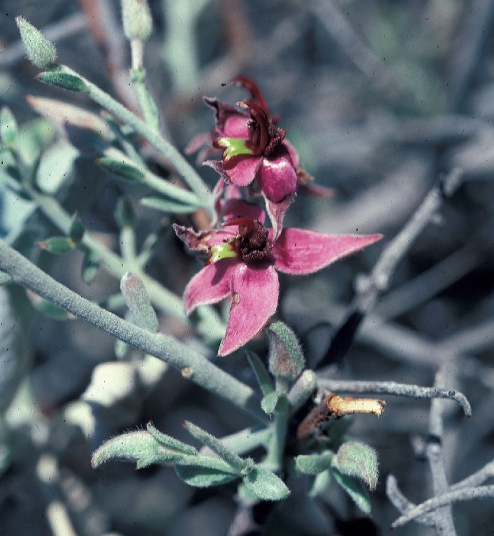 Krameriaceae Krameria tomentosa