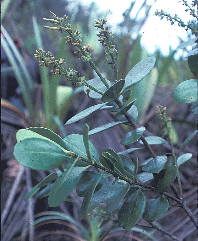 Loranthaceae Gaiadendron punctatum