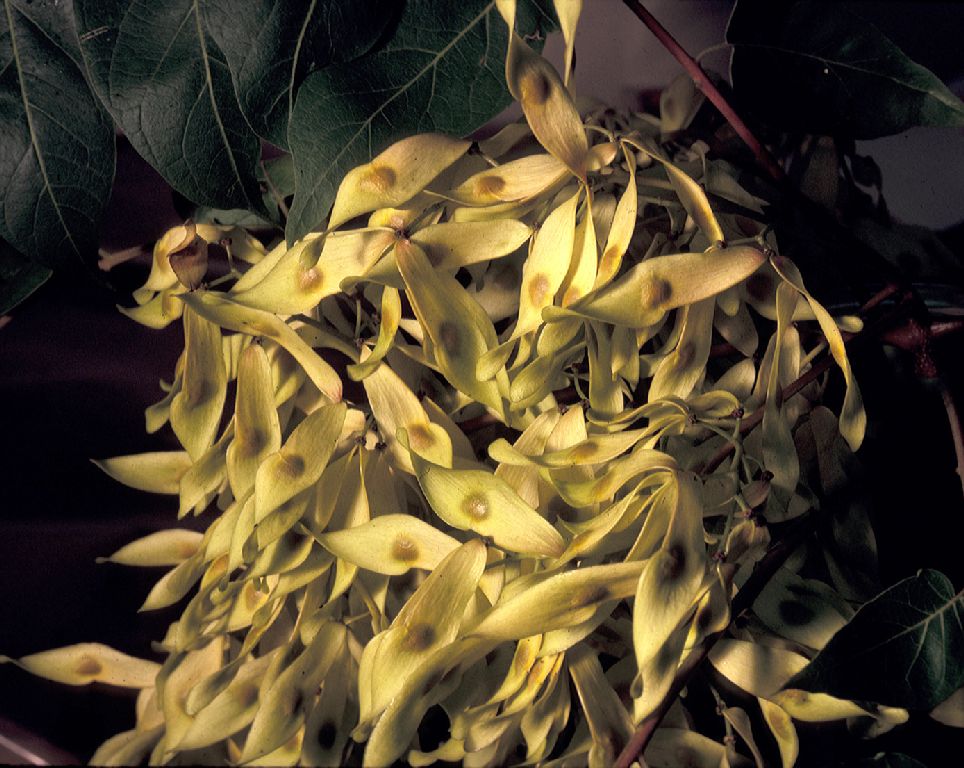 Simaroubaceae Ailanthus altissima