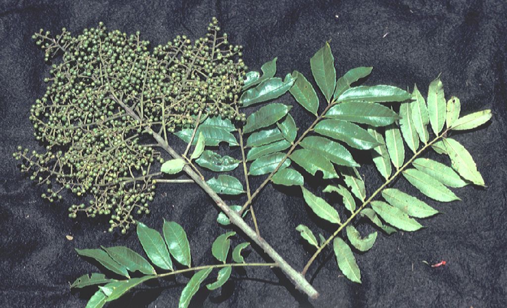 Rutaceae Zanthoxylum 