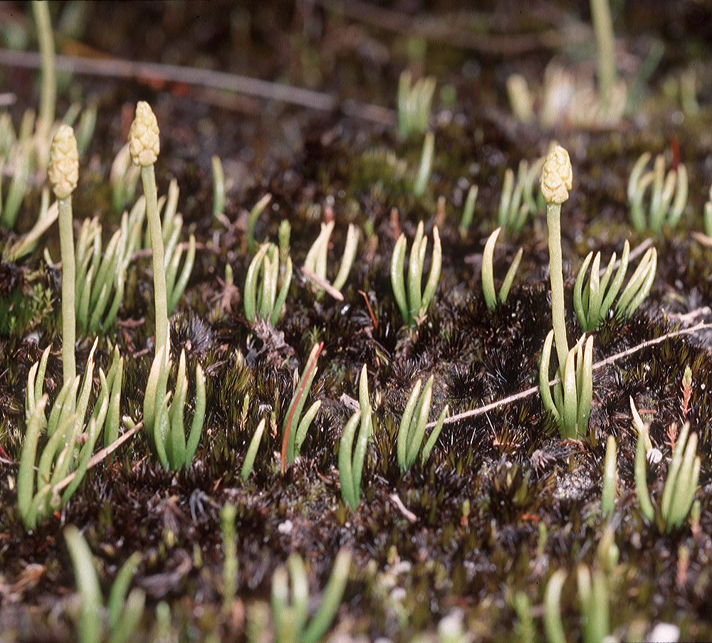 Lycopodiaceae Phylloglossum drummondii