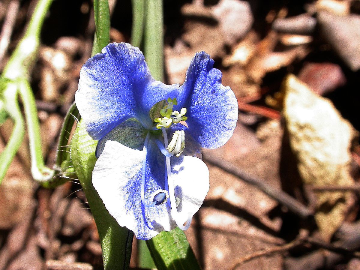 Commelinaceae Commelina 