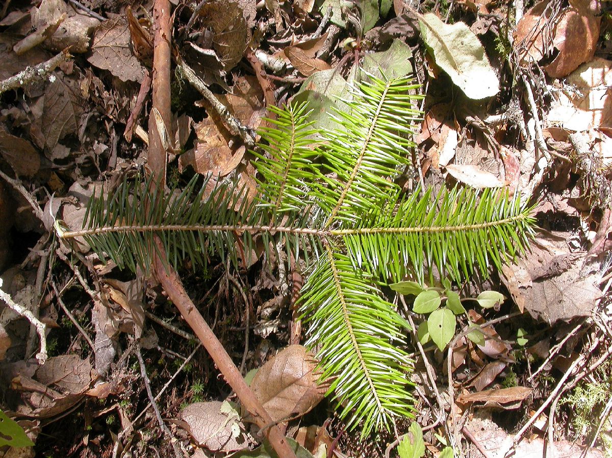 Pinaceae Abies guatemalensis