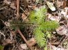 image of Abies guatemalensis