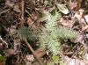 image of Abies guatemalensis