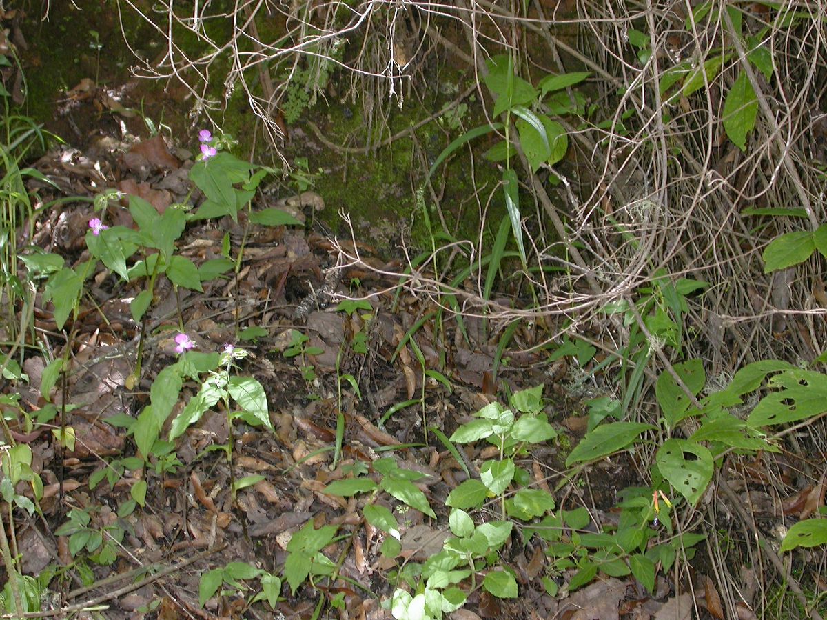 Commelinaceae Tripogandra 