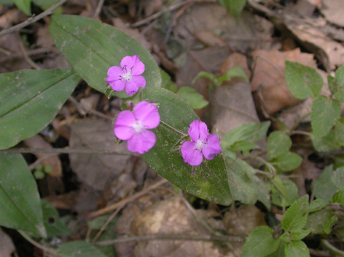 Commelinaceae Tripogandra 