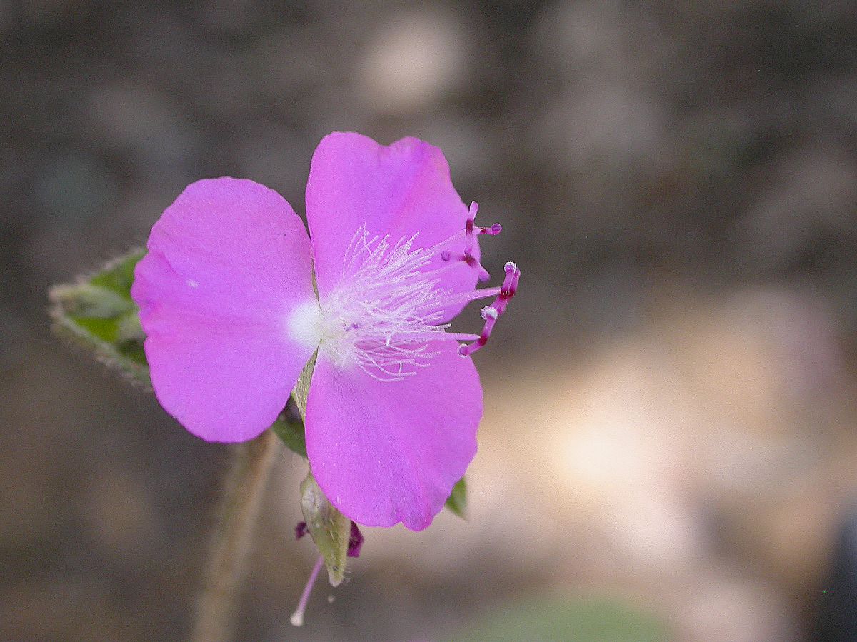 Commelinaceae Tripogandra 