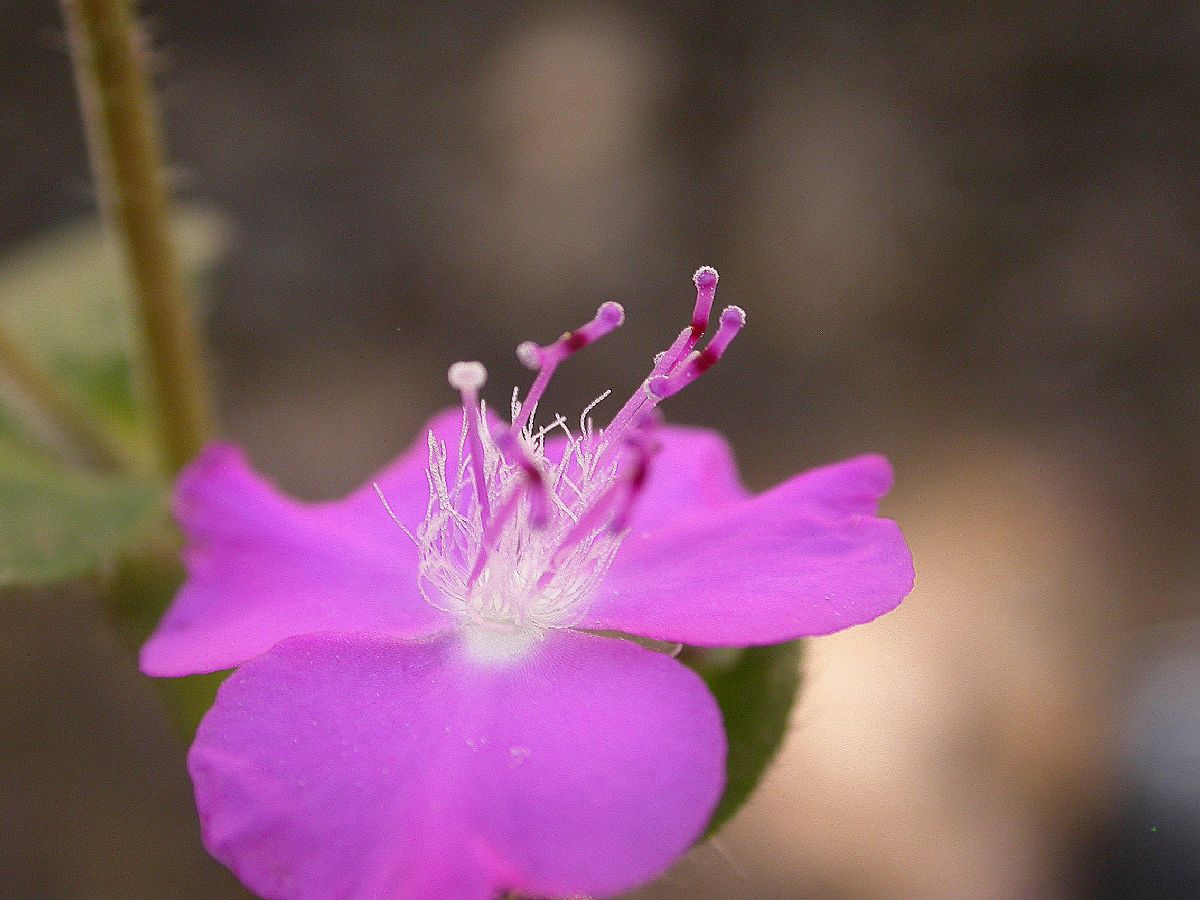 Commelinaceae Tripogandra 