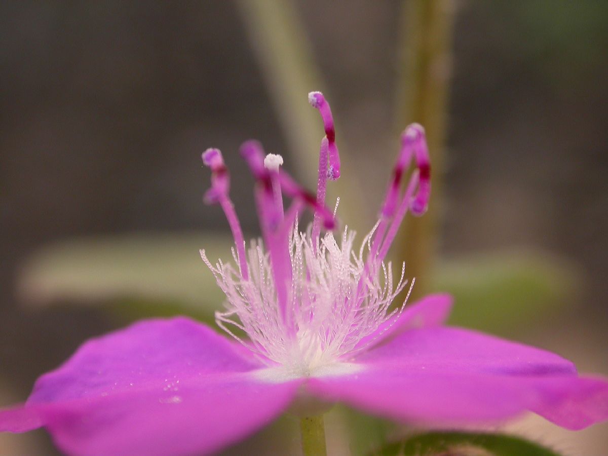Commelinaceae Tripogandra 