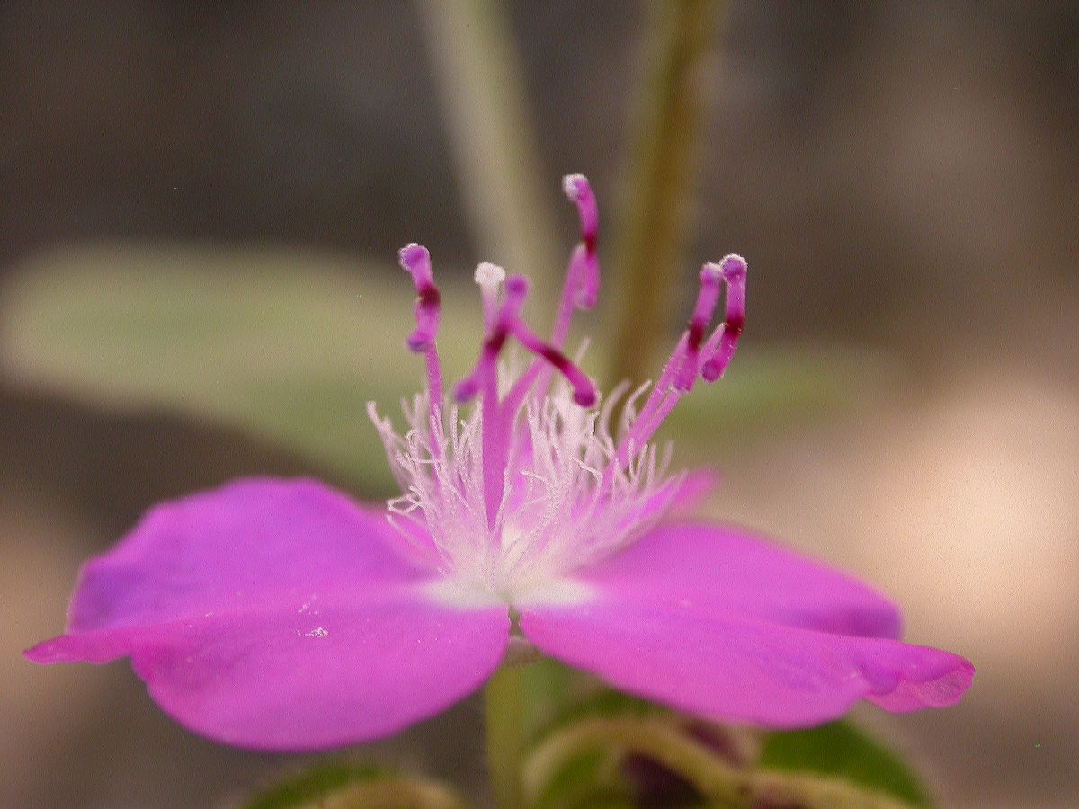 Commelinaceae Tripogandra 