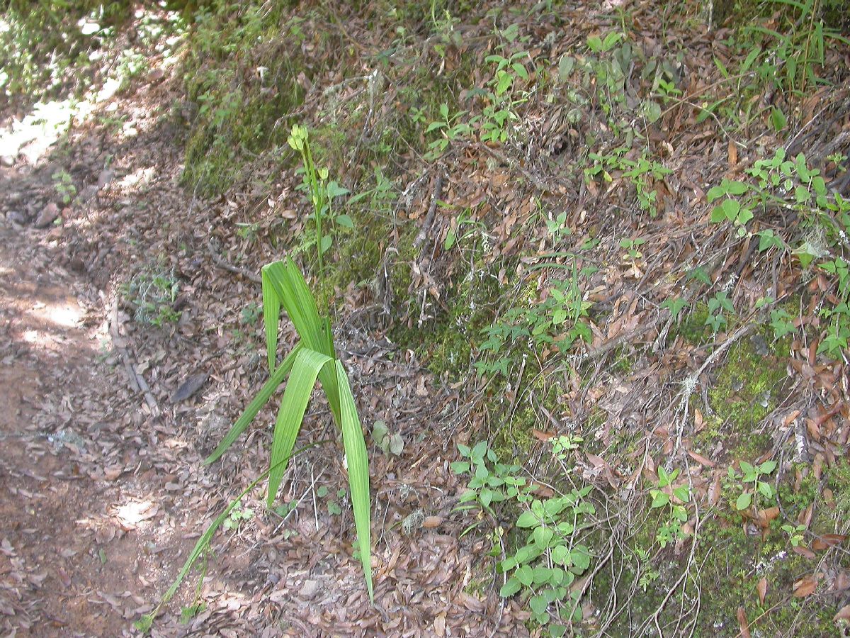 Iridaceae Tigridia 