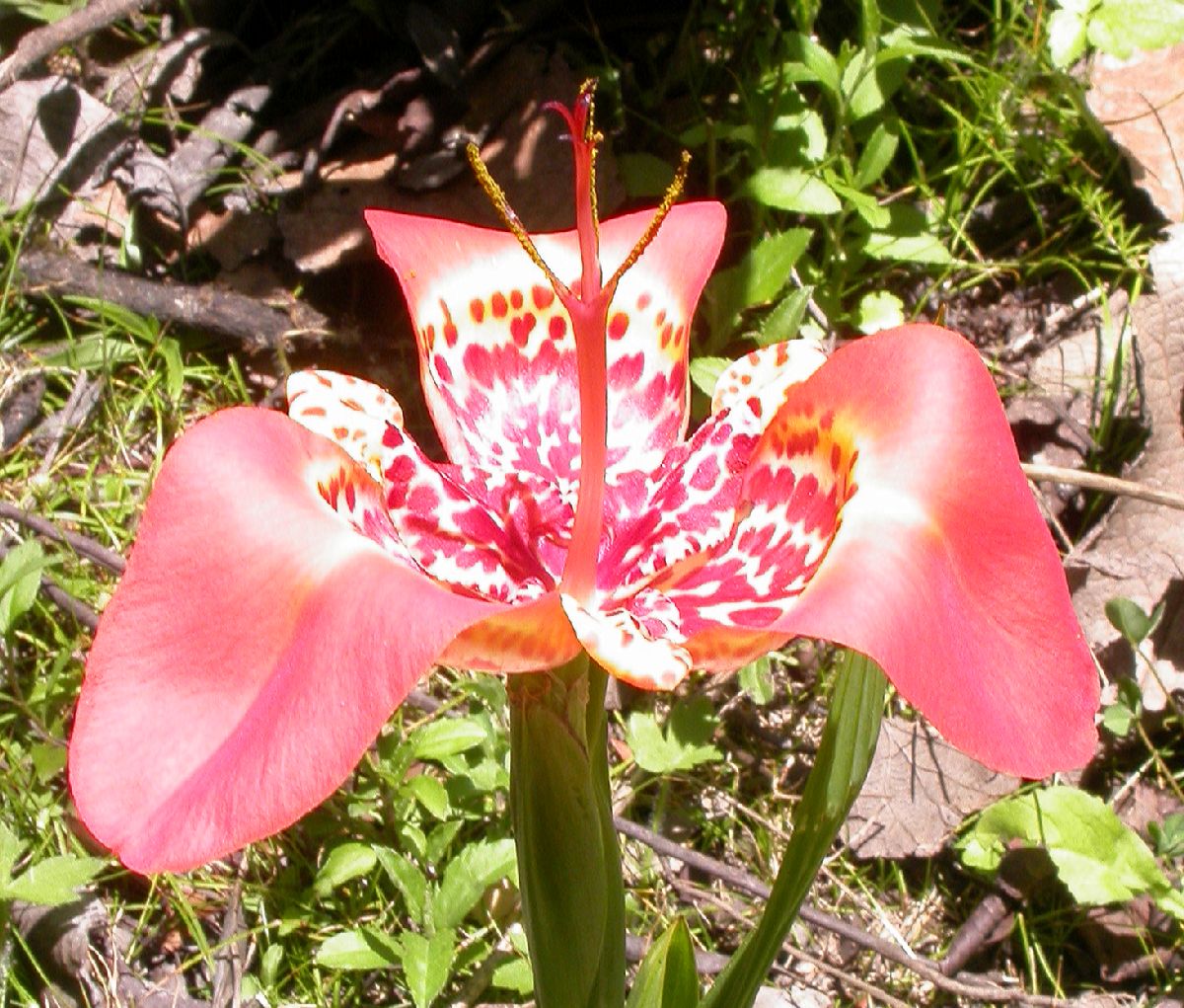 Iridaceae Tigridia 