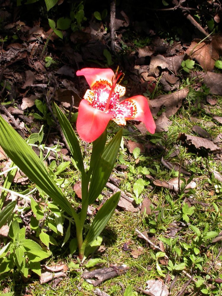 Iridaceae Tigridia 