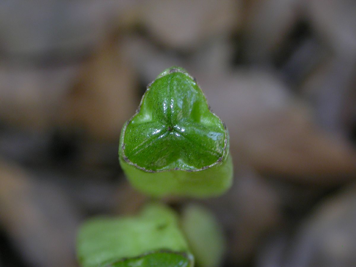 Iridaceae Tigridia 