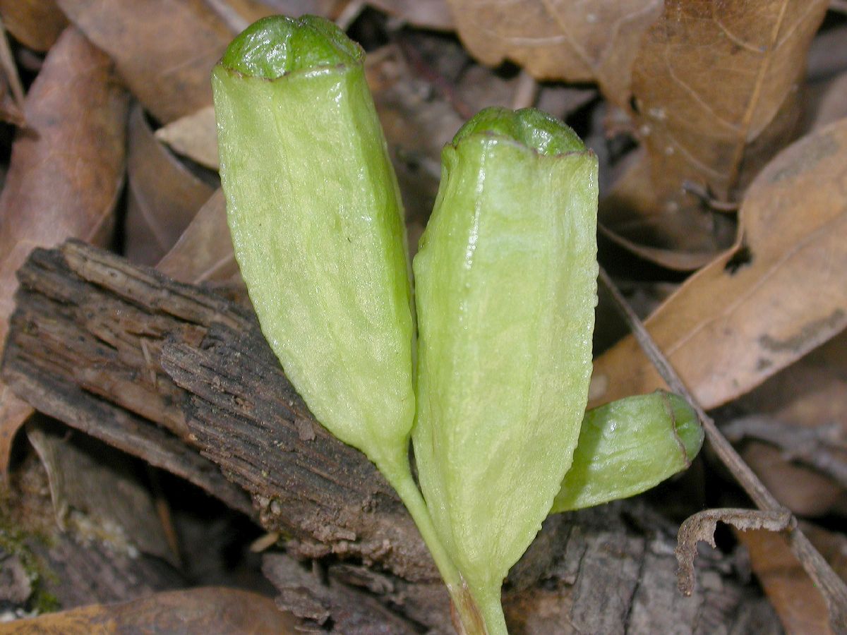 Iridaceae Tigridia 