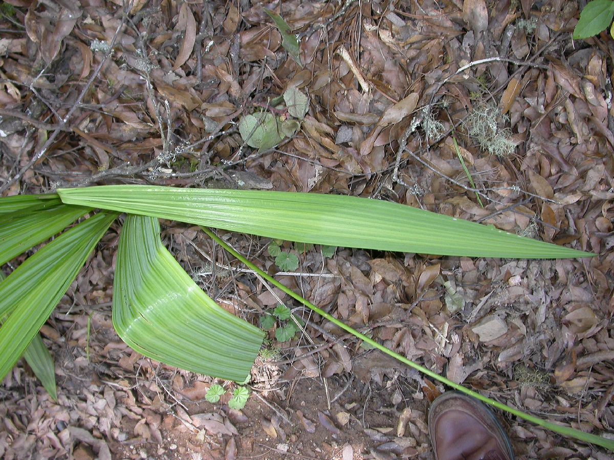 Iridaceae Tigridia 